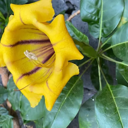 Citnalta